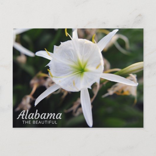 Cahaba Lily Briefkaart (Voorkant)