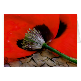 Caherine's papaver