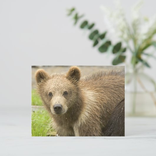 Cahorro de Oso Pardo Briefkaart (Staand voorkant)