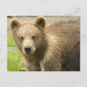 Cahorro de Oso Pardo Briefkaart (Voorkant)