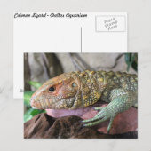 Caiman Lizard # 1 Briefkaart (Voorkant / Achterkant)