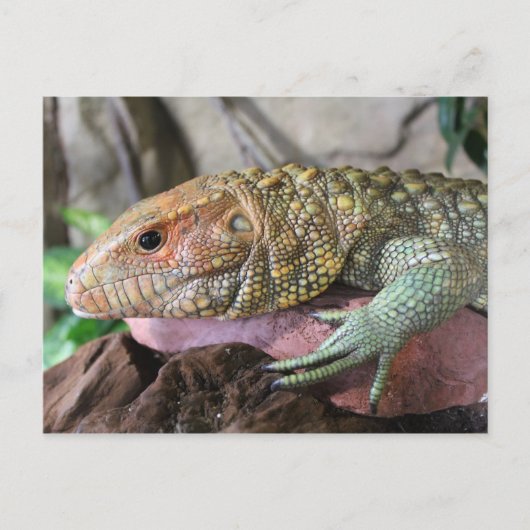 Caiman Lizard # 1 Briefkaart (Voorkant)