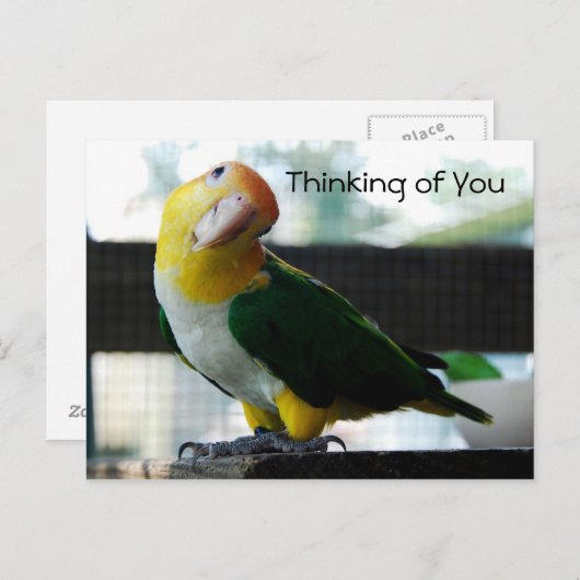 Caïque Briefkaart (Voorkant / Achterkant)