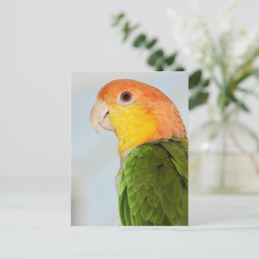 Caique Parrot Briefkaart (Staand voorkant)