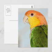 Caique Parrot Briefkaart (Voorkant / Achterkant)