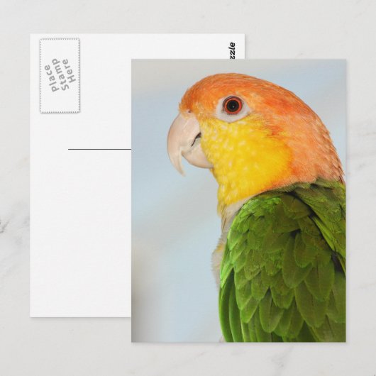 Caique Parrot Briefkaart (Voorkant / Achterkant)