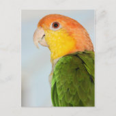 Caique Parrot Briefkaart (Voorkant)