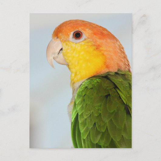 Caique Parrot Briefkaart (Voorkant)