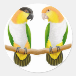 Caique Parrot Liefde Sticker