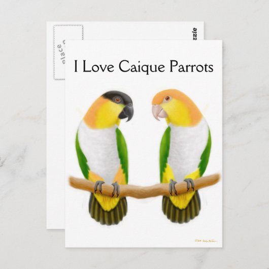 Caique Parrot Love Briefkaart (Voorkant / Achterkant)