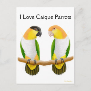 Caique Parrot Love Briefkaart