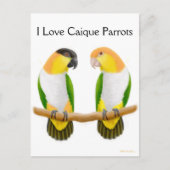 Caique Parrot Love Briefkaart (Voorkant)