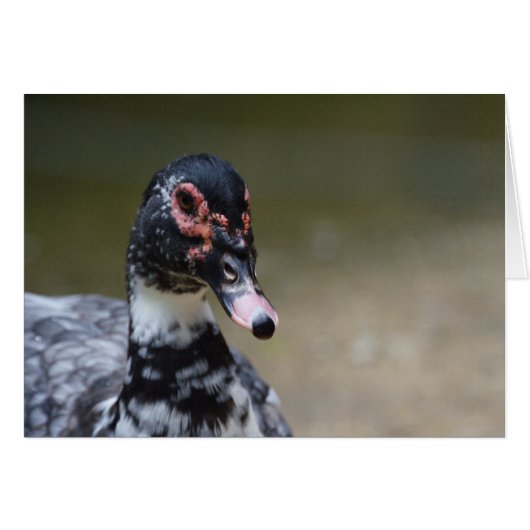 Cairina moschata domestica (Voorkant Horizontaal)