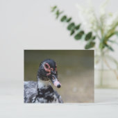Cairina moschata domestica briefkaart (Staand voorkant)