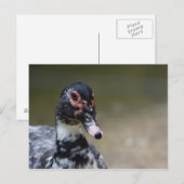 Cairina moschata domestica briefkaart (Voorkant / Achterkant)