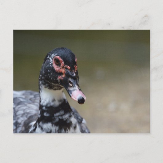 Cairina moschata domestica briefkaart (Voorkant)