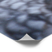 Cairina moschata domestica poster (Hoek)