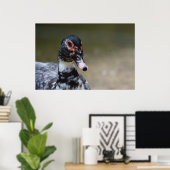 Cairina moschata domestica poster (Thuiskantoor)