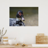Cairina moschata domestica poster (Keuken)