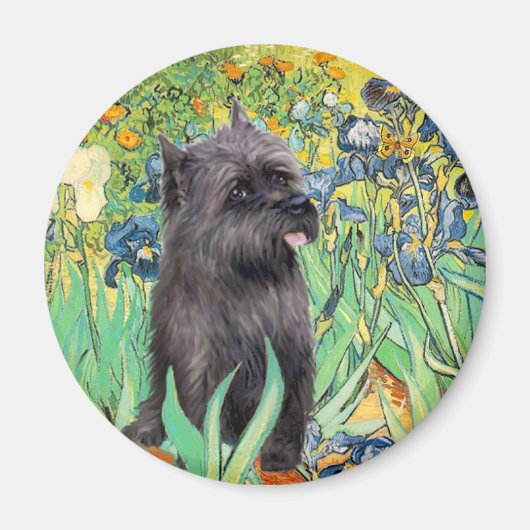 Cairn (Brindle 17) - Irissen Magneet (Voorkant)