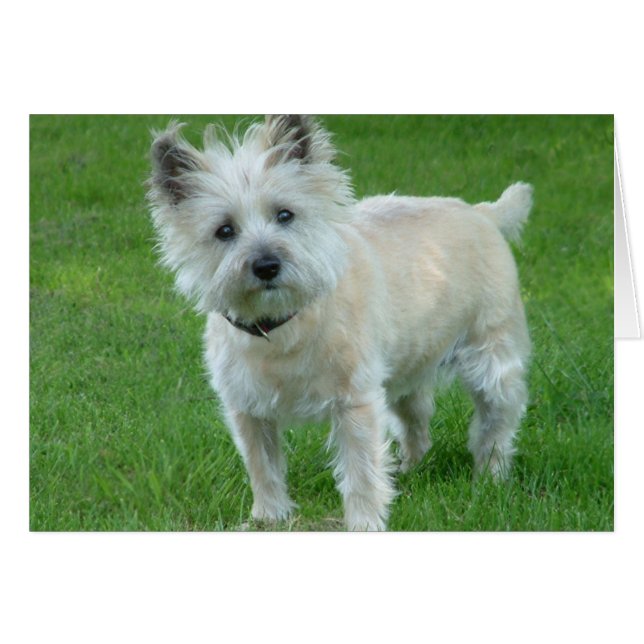 Cairn Terrier (Voorkant Horizontaal)