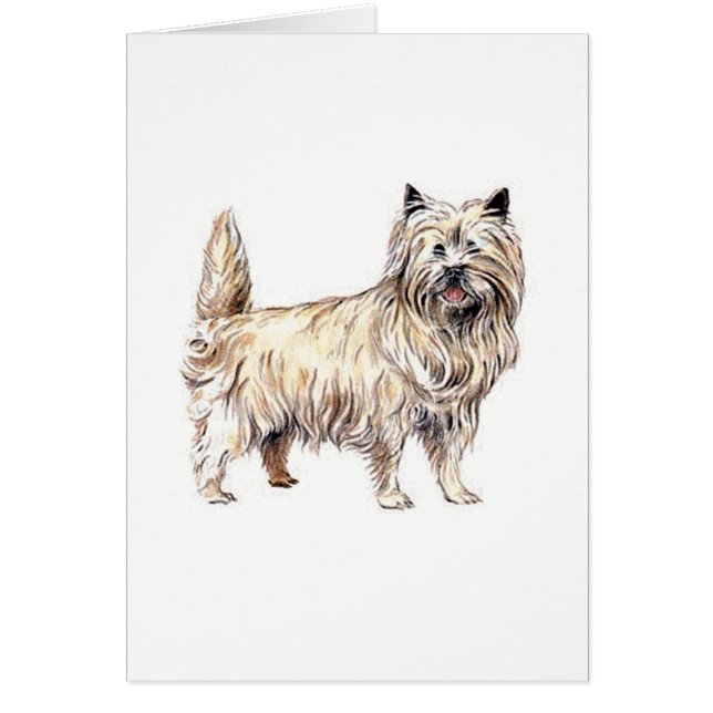 Cairn Terrier (Voorkant)