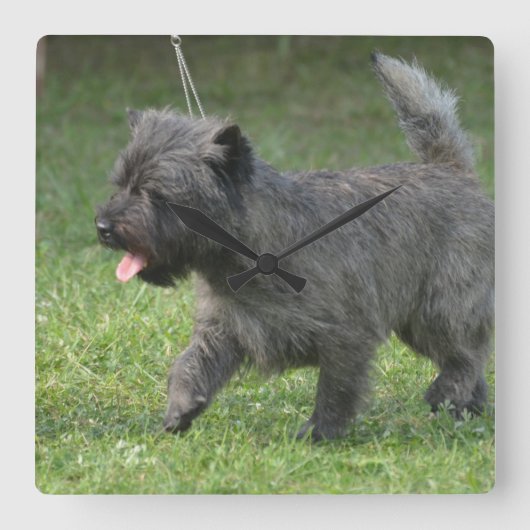 cairn-terrier-2.jpg vierkante klok (Voorkant)