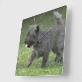 cairn-terrier-2.jpg vierkante klok (Hoek)