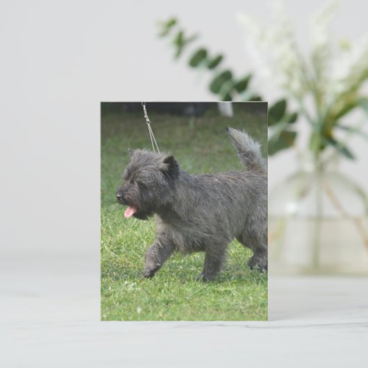 Cairn Terrier Briefkaart (Staand voorkant)