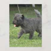 Cairn Terrier Briefkaart (Voorkant)