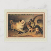 Cairn Terrier Dog en Haar Puppies Briefkaart (Voorkant)