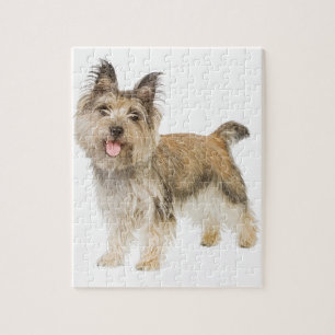 Cairn Terrier Legpuzzel