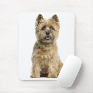 Cairn Terrier Moeder Puppy Hond Vader Vacht Mama R Muismat