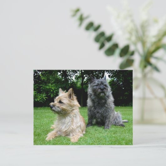 Cairn Terrier Puppy Dog Blank Greeting Post Kaart (Staand voorkant)