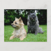 Cairn Terrier Puppy Dog Blank Greeting Post Kaart (Voorkant)