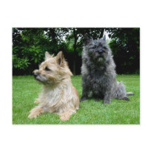 Cairn Terrier Puppy Dog Blank Greeting Post Kaart