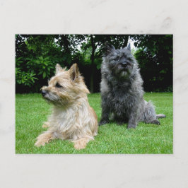 Cairn Terrier Puppy Dog Blank Greeting Post Kaart