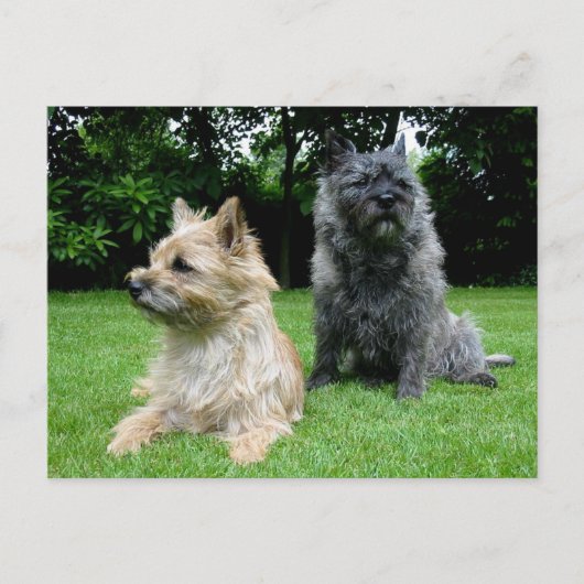 Cairn Terrier Puppy Dog Blank Greeting Post Kaart (Voorkant)