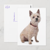 Cairn Terrier Puppy Dog Blank Greeting Post Kaart (Voorkant / Achterkant)