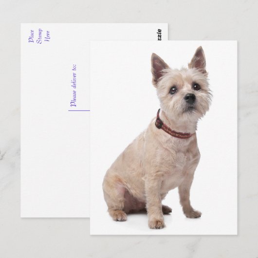 Cairn Terrier Puppy Dog Blank Greeting Post Kaart (Voorkant / Achterkant)