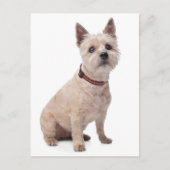 Cairn Terrier Puppy Dog Blank Greeting Post Kaart (Voorkant)