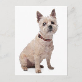 Cairn Terrier Puppy Dog Blank Greeting Post Kaart