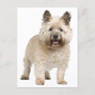 Cairn Terrier Puppy Dog Briefkaart