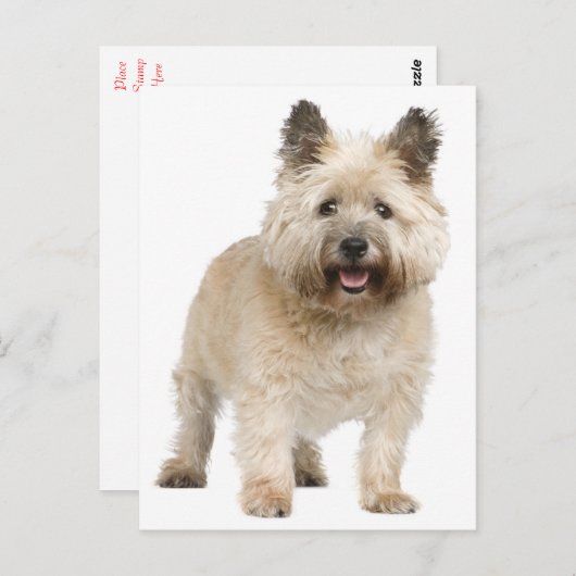 Cairn Terrier Puppy Dog Briefkaart (Voorkant / Achterkant)