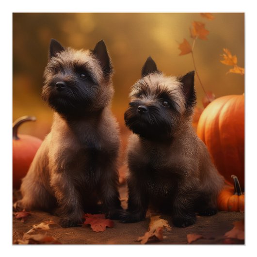 Cairn Terrier Puppy Herfstvreugde Pompoen Perfect Poster (Voorkant)