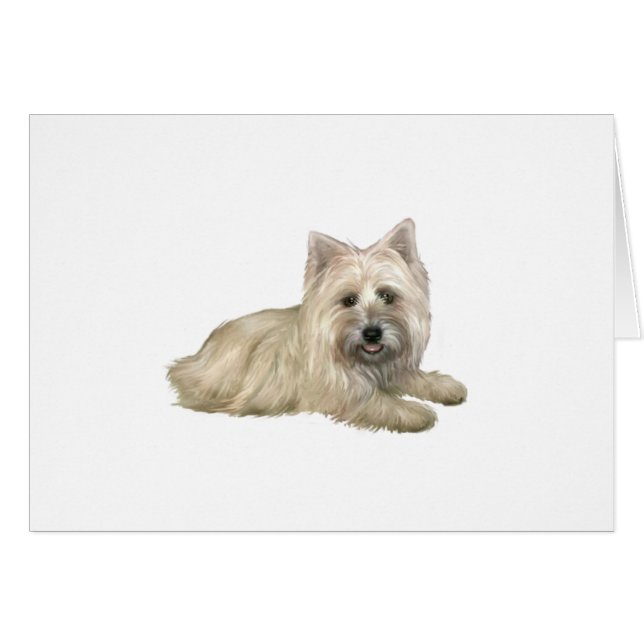 Cairn Terrier (Tarwe) - liggend (Voorkant Horizontaal)