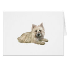 Cairn Terrier (Wheaten) - liggend