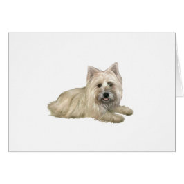 Cairn Terrier (Wheaten) - liggend