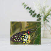 Cairns Birdwing Butterfly Briefkaart (Staand voorkant)