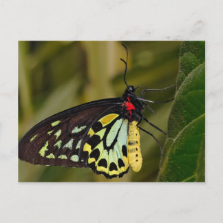 Cairns Birdwing Butterfly Briefkaart
